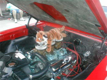 How would you like to have a Tiger in your Tank
