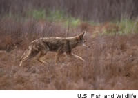 Coyote picture